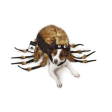 Zack & Zoey Fuzzy Tarantula Costume - different sizes Supply