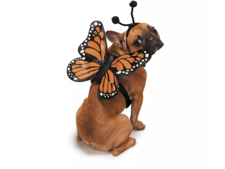 Zack & Zoey- Butterfly Glow Harness Costume Butterfly Glow Harness Costume for Dogs, Medium Cheap