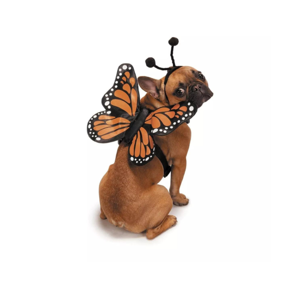 Zack & Zoey- Butterfly Glow Harness Costume Butterfly Glow Harness Costume for Dogs, Medium Cheap